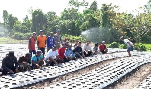 Lounching Penanaman bawang Merah Desa Parura Jaya (12 Agustus 2023)